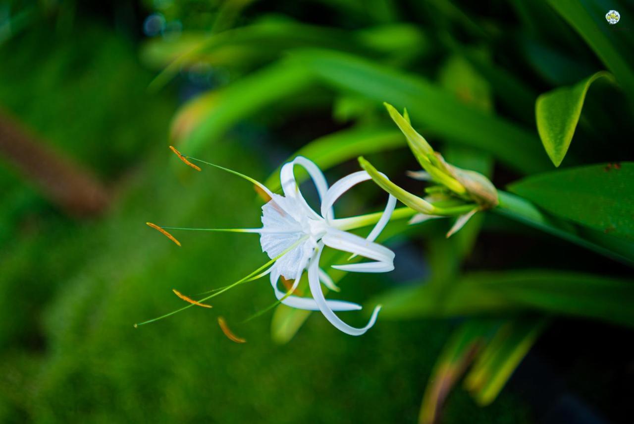 Eden Garden Βίλα Alībāg Εξωτερικό φωτογραφία